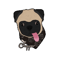 Dog Pug Sticker