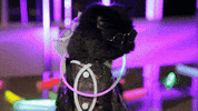 muaddibthecat dance cat party yum GIF