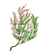 Plant Finland Sticker by Payot