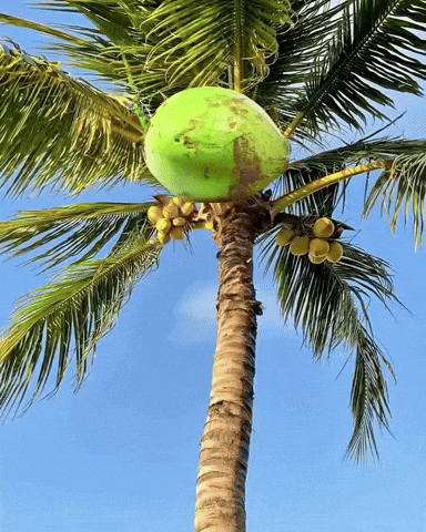 Donald Trump GIF by Respective