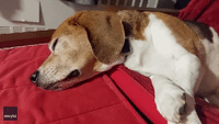 Confused Beagle Barks Himself Awake