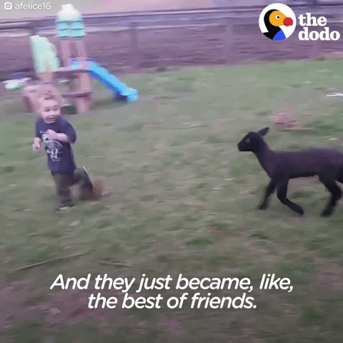 lamb GIF by The Dodo