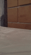 cat playing GIF