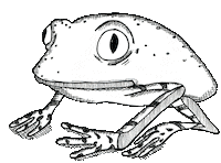 Frog Sticker