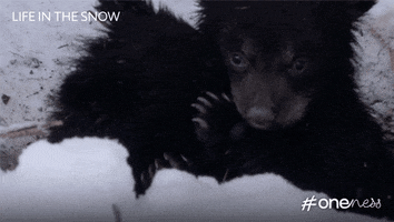 bbc cute bear adorable bbc GIF