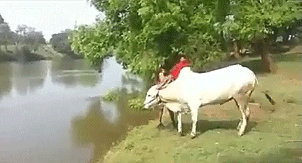 jump cow GIF
