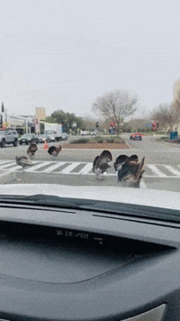 Turkeys Block Morning Traffic on UC Davis Campus