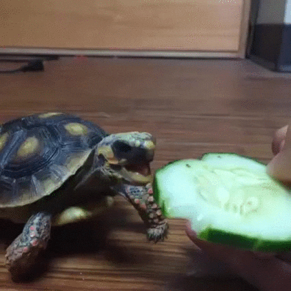 tortoise cucumber GIF