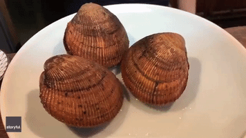 Hell's Kitchen - Live Shellfish Slithers Onto Diner's Plate to Astonishment of Restaurant Goers