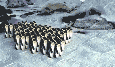 penguin moving GIF