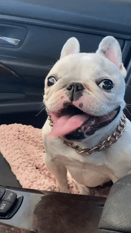pardonthyfrench tongue derp beth frenchbulldog GIF