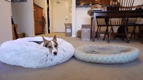 teodor0708 giphygifmaker GIF