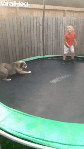 Bulldog Bounces On Trampoline GIF by ViralHog