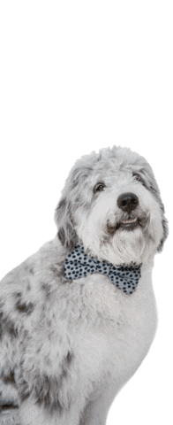 Dogs Doodle Sticker