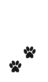 Follow Me Dog Sticker