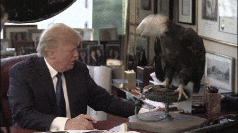 donald trump time GIF by NowThis 