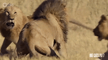 Male Lions Fighting on the Savannah