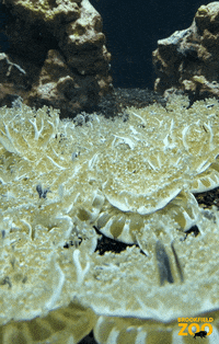 Upside Down Cute Animals GIF by Brookfield Zoo