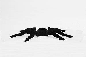 legs GIF by Sam Cannon