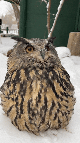 Owl Howard GIF by Valley Zoo Development Society