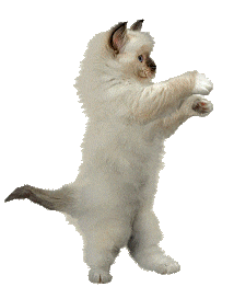 Cat Dancing Sticker