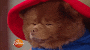 paddington bear pomeranian GIF by Rachael Ray Show