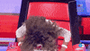 la voz fiesta GIF by Mediaset España