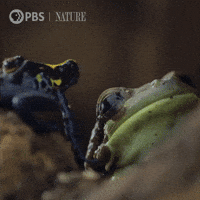Pbs Nature Frog GIF by Nature on PBS