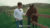 Horse Hit GIF