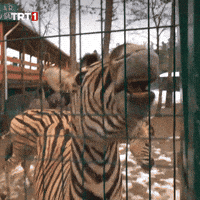 See You Hello GIF by TRT