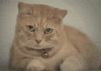 sad cat GIF
