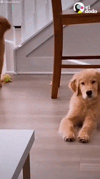 Spanish Dog GIF by El Dodo