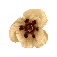 Art Flower Sticker by Orla in Berlin