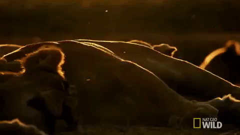 surprised nat geo wild GIF by Savage Kingdom