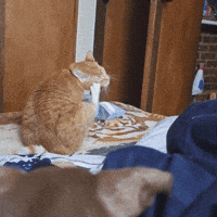 Cat Orange GIF