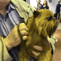 dog show dogs GIF by Westminster Kennel Club