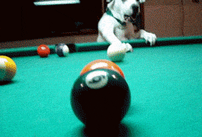 Dog Pool GIF