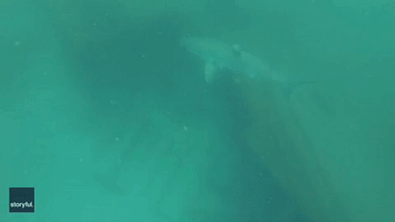 Teen Snorkeler Touches Great White Shark's Tail in Florida