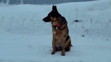 German Shepherd Chills Out in Ontario Snow