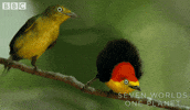 Awkward Dance GIF by BBC Earth