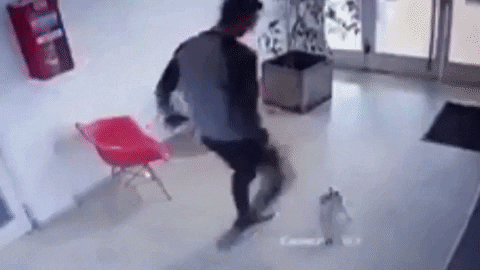 cuteanimalland giphyupload GIF
