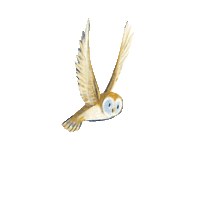 Owl Sticker by Flying Eye Books