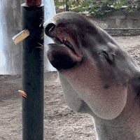 Happy Food GIF by San Diego Zoo Wildlife Alliance