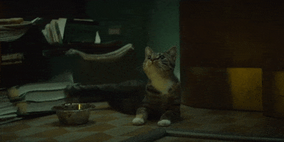 Tom Hiddleston Cat GIF