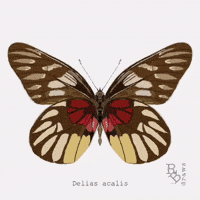 Butterfly Fluttering GIF