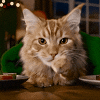 Cat Fun GIF by KPN