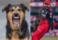 Virat Kohli Ipl GIF
