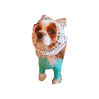 Dogs Sticker