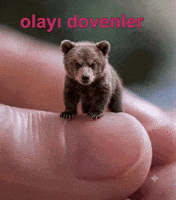 Olay Dov GIF