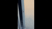 Nova Scotia Canada GIF by The Coast - Halifax/Kjipuktuk